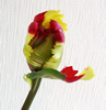 Flower Studio ｸﾙｰﾙ ｸﾚｰﾙが提案する 花とともに暮らす Flower Life!!